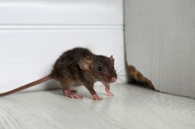 Rat Infestation Removal