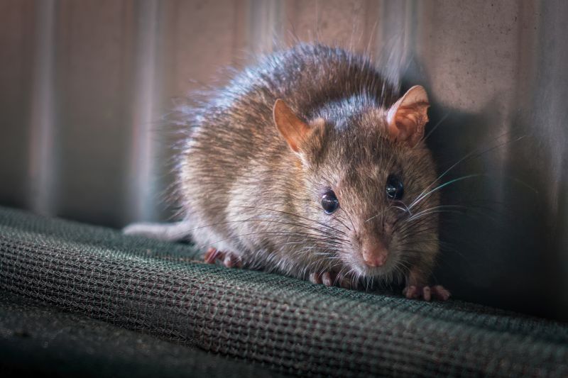 Rat Infestation Removal