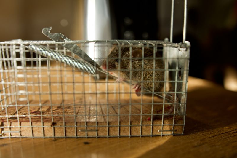 Rat Infestation Removal