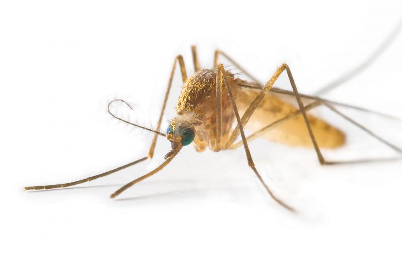 Mosquitoes Pest Control in Arlington, TX