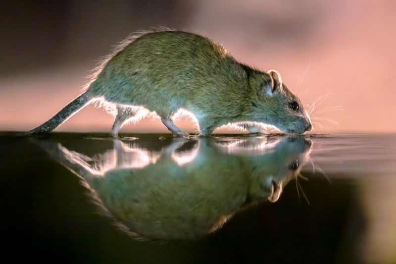 Rat Infestation Removal