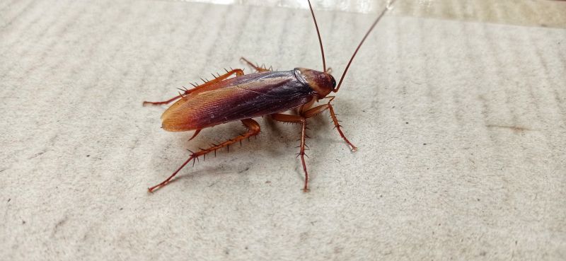 Roach Fumigation in Long Island, NY
