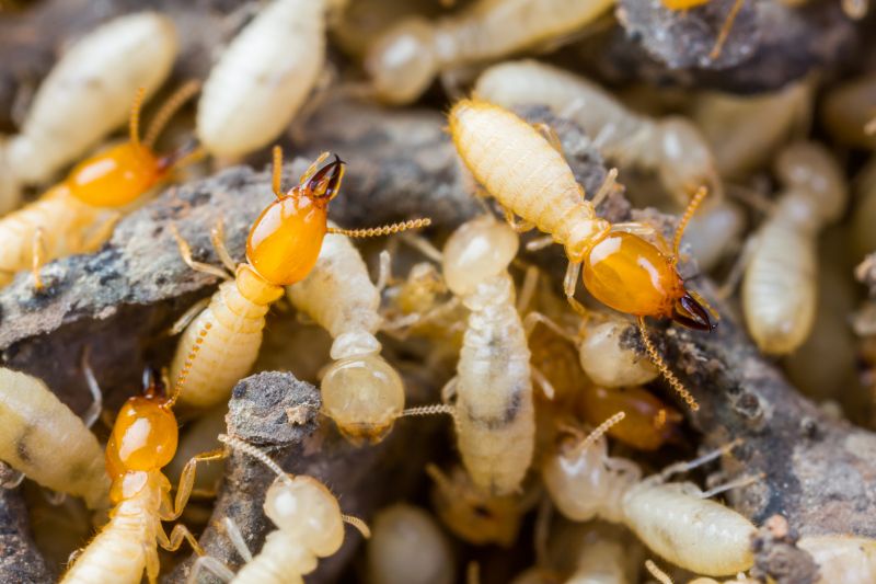 Termite Tenting in Marietta, GA