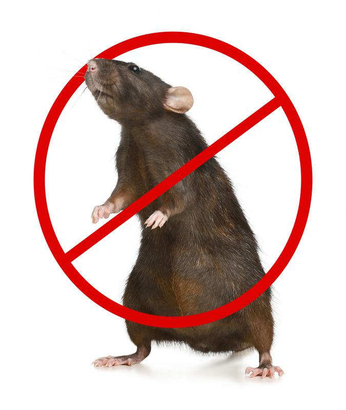 Why Professional Rat Pest Control Is Safer Than Diy Methods