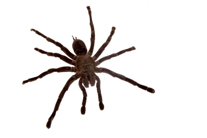 Wolf Spider Removal in Mckinney, TX